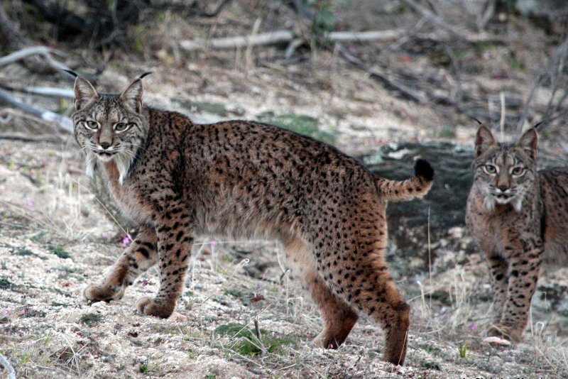 Illustration for article titled Caturday - Lynx pardinus Edition